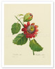 Red Passion Flower - Poster by Pierre-Joseph Redouté