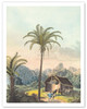Arecoideae Palm Trees - Serra dos Órgãos, Brazil - Poster by Carl Friedrich Philipp von Martius