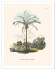 Murumuru Palm Tree (Astrocaryum Murumurú) - Pará, Brazil