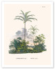 Tucum Palm Tree (Astrocaryum Vulgare) - Itapicuru, Brazil - Poster by Carl Friedrich Philipp von Martius