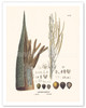 Jauari Palm Tree (Astrocaryum Jauarí) - Flower and Seed - Poster by Carl Friedrich Philipp von Martius
