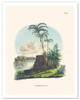 Peach Palm (Bactris Gasipaes) - Rio Japura, Brazil - Poster by Carl Friedrich Philipp von Martius