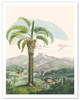 Jelly Palm Tree (Butia Capitata) - Minas Gerais, Brazil