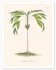 Evergreen Palm Tree (Hyospathe Elegans) - c. 1800's - Poster by Carl Friedrich Philipp von Martius