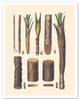 Palm Tree Trunks - Betel Nut Subfamily - c. 1820's - Poster by Carl Friedrich Philipp von Martius