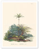 American Oil Palm (Elaeis oleifera) - Walking Palm (Socratea exorrhiza) - c. 1820's - Poster by Carl Friedrich Philipp von Martius