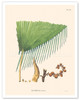Prickly Ita Rattan Palm Tree (Mauritia Armata) - Poster by Carl Friedrich Philipp von Martius
