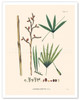 Irapay Palm Tree (Lepidocaryum Tenue)