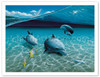 The Chase, Hawaiian Bottlenose Dolphins - Poster by Mark MacKay