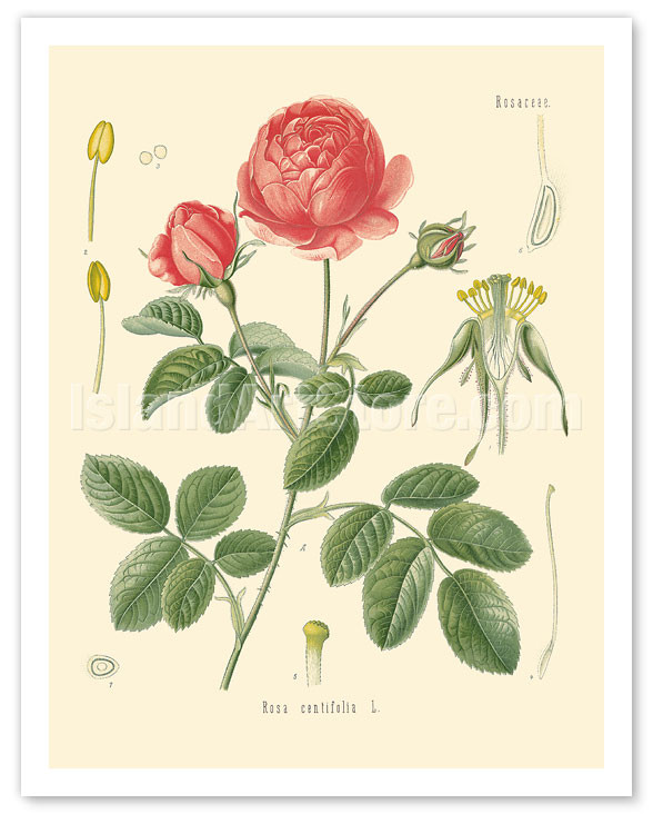 Cabbage Rose (Rosa Centifolia - Rosaceae) - Köhler's Medicinal