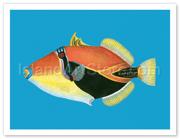 Humuhumu Engraving, Hawaii State Fish by Steve Strickland - Fine