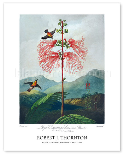 Large-Flowering Sensitive Plant from The Temple of Flora - c. 1799 - Poster by Robert John Thornton