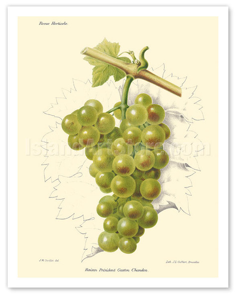Raisin Président Gaston Chandon Grapes - Champagne Grapes - c. 1903 - Poster by J.R. Guillot