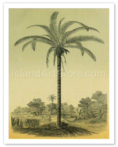Astrocaryum Chambira Palm Tree, Botanical Illustration - Poster by Charles Antoine Lemaire