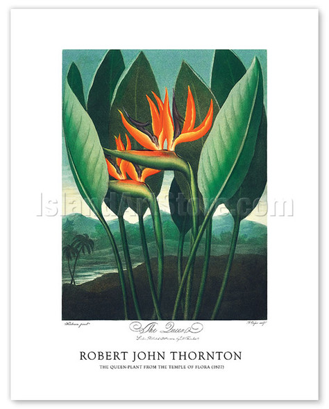 The Queen Flower (Bird of Paradise) - from the Temple of Flora (1807) - Poster by Robert John Thornton