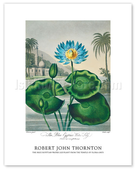 The Blue Egyptian Water Lily - from the Temple of Flora (1807) - Poster by Robert John Thornton