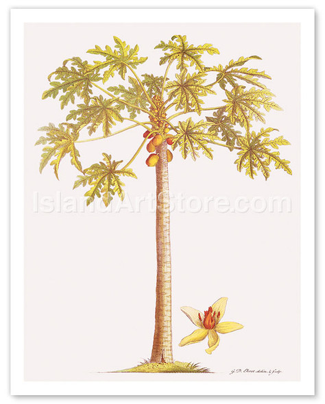 Papaya Tree, Botanical Illustration, 18th Century - Poster by Georg Dionysius Ehret