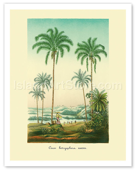 Coconut Palm Trees - Poster by Charles Antoine Lemaire