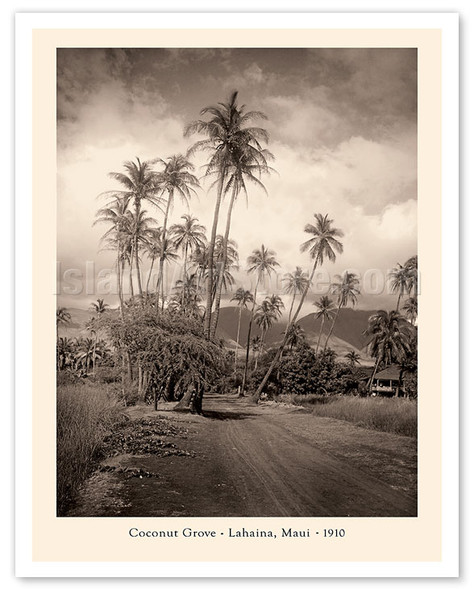 Coconut Grove - Lahaina, Maui 1910 - Vintage Photography