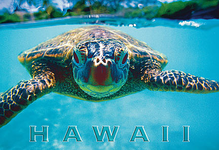 Honu (Turtle) by Kirk Lee Aeder - Hawaiian Magnet