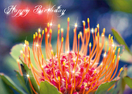 Tropical Sunburst (Pincushion Protea) by Sharon Mau - Hawaiian Happy Birthday Greeting Card
