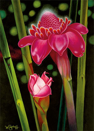 Torch Ginger by N. Robert Wagstaff - Hawaiian Sympathy Greeting Card