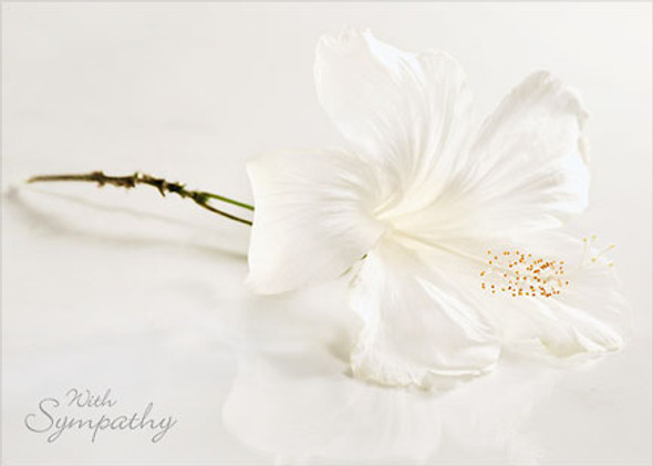 White Hibiscus - Hawaiian Sympathy Greeting Card White Hibiscus - Hawaiian Sympathy Greeting Card