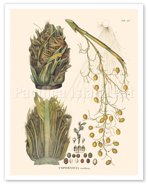 Carnauba Wax Palm Tree (Copernicia Cerifera) - Tree of Life - c. 1820's - Poster by Carl Friedrich Philipp von Martius
