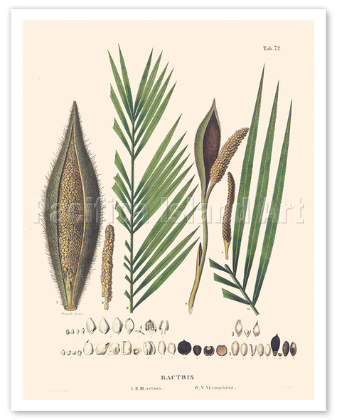 Peach Palm Tree (Bactris) - c. 1820's - Poster by Carl Friedrich Philipp von Martius