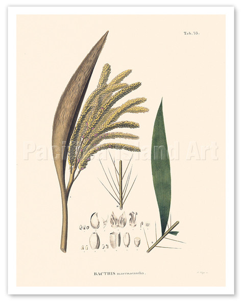 Spiny Palm Tree (Bactris Macroacantha) - c. 1820's - Poster by Carl Friedrich Philipp von Martius