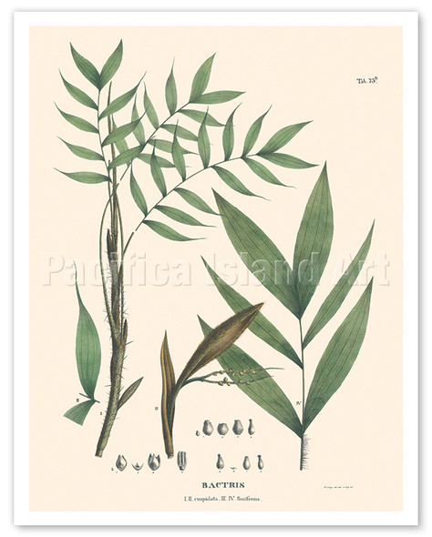 Spiny Palm Tree (Bactris Cuspidata, Fissifrons) - c. 1820's - Poster by Carl Friedrich Philipp von Martius