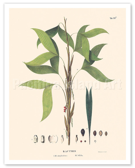 Mashipongo Spiny Palm Tree (Bactris Simplifrons, Bifida) - c. 1820's