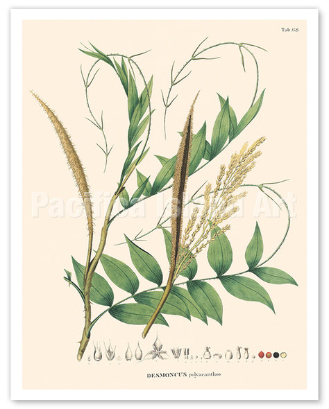 Brazil Bramble Palm Tree (Desmoncus Polyacanthos) - c. 1820's - Poster by Carl Friedrich Philipp von Martius