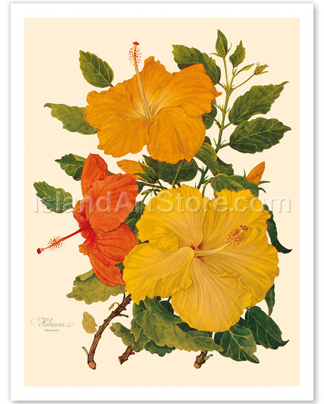 Hawaiian Hibiscus - Honolulu, Hawaii - Poster by Dorothy Falcon Platt