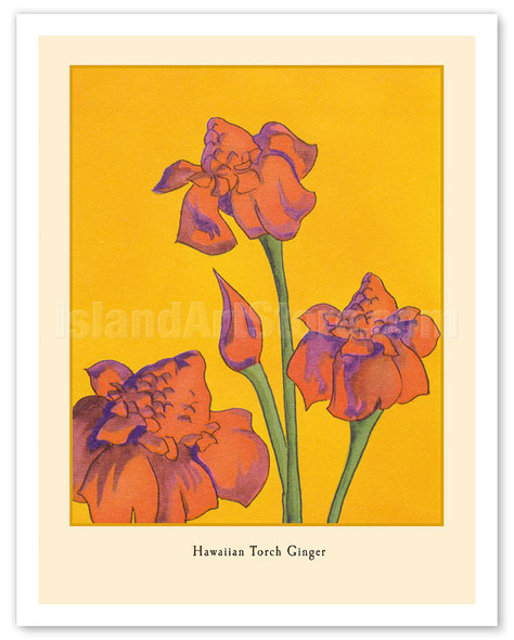 Hawaiian Torch Ginger Flower, c. 1930's - Vintage Hawaiian Painting