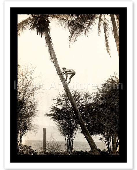 Climbing for Coconuts - Boy climbing a Coconut Tree, Lahaina, Maui - Poster by Ray Jerome Baker