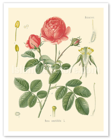 Cabbage Rose (Rosa Centifolia - Rosaceae) - Köhler's Medicinal Plants - Poster by Hermann Adolf Köhler