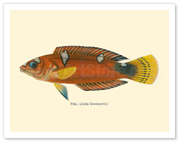 Pihi (Julis Greenovii) - Clown Wrasse Fish - from Fishes of Hawaii - c. 1905 - Vintage Animal Illustration