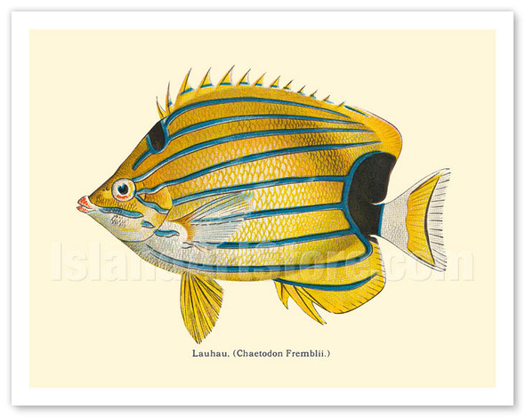 Lauhau (Chaetodon Fremblii) - Hawaiian Bluestripe Butterflyfish - from Fishes of Hawaii - c. 1905 - Vintage Animal Illustration