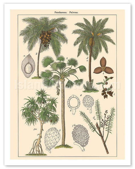 Screw-Pine Tree (Pandaneae) - Palm Trees (Palmae) - Vintage Botanical Illustration