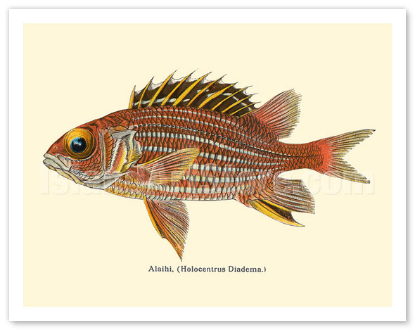 Alaihi (Holocentrus Diadema) - Hawaiian Squirrel Fish - from Fishes of Hawaii - c. 1905 - Vintage Animal Illustration