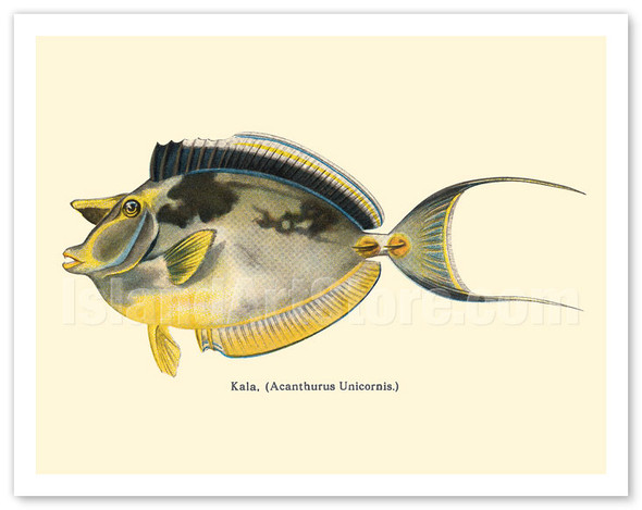 Kala (Acanthurus Unicornis) - Bluespined Unicorn Fish - from Fishes of Hawaii - c. 1905 - Vintage Animal Illustration