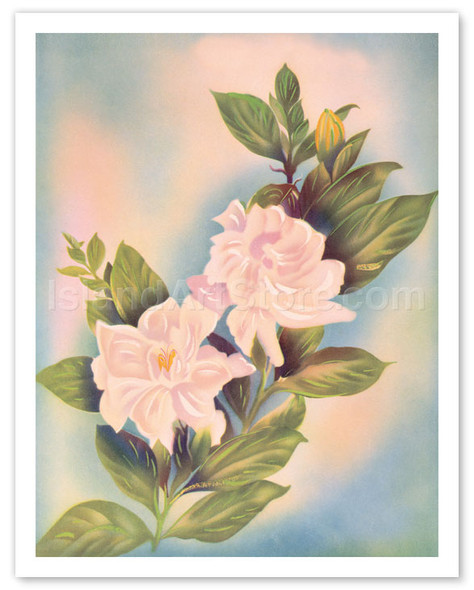 Hawaiian Gardenia (Nanu) - Poster by Ted Mundorff