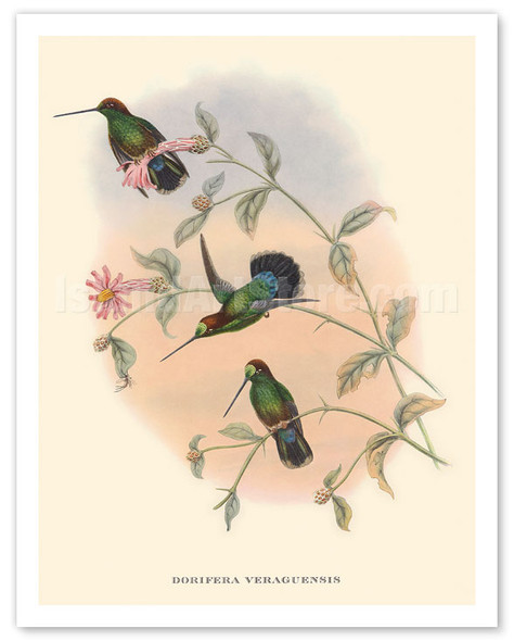 Hummingbirds on Branch - Veruguan Lance-Bill (Dorifera Veraguensis) - Poster by John Gould