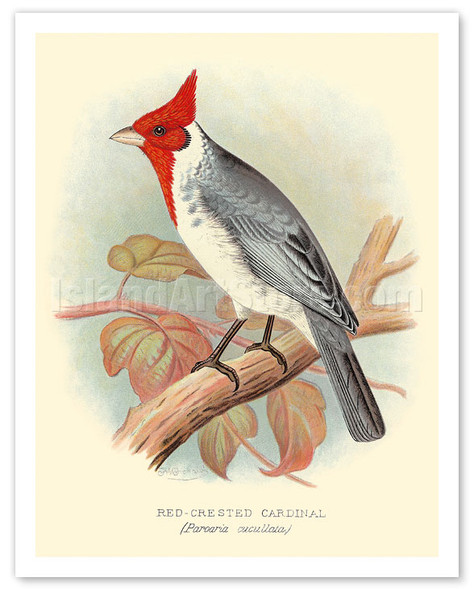 Red Crested Cardinal (Paroaria coronata) - c. 1899 - Poster by Frederick William Frohawk