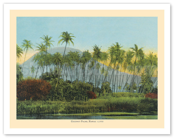 Coconut (Cocoanut) Palms - Hawaii - c. 1910 - Vintage Hawaiian Hand-colored Photograph