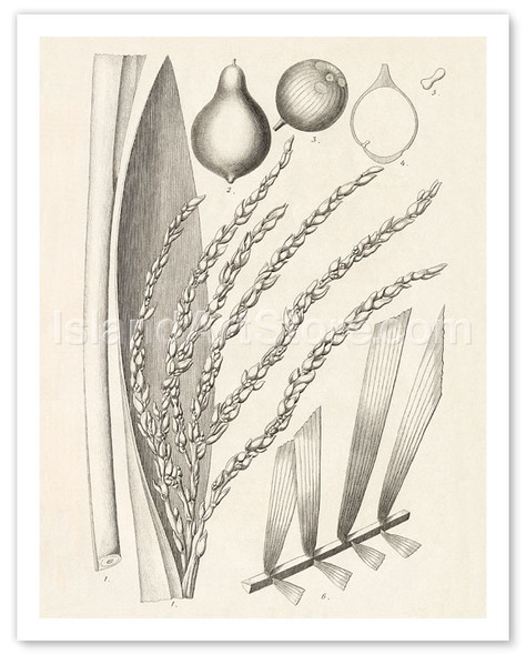 Palm Tree (Syagrus Cocoides Mart) - Pacifica Island Art