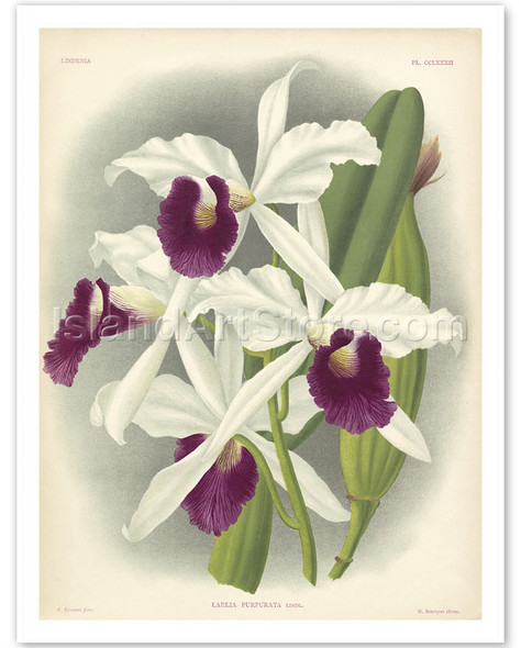 Laelia Orchid (Laelia Purpurata Lindi) - Book Plate #282 from Lindenia Iconographie des Orchidées - Poster by Jean Jules Linden