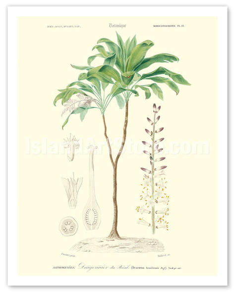 Flowering Dracaena (Corn Plant) - c. 1849 - Poster by Louis Edouard Maubert