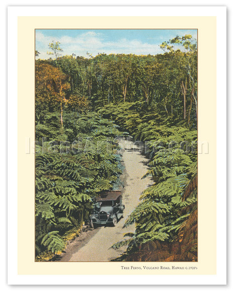 Jungle Tree Ferns - Volcano Road, Big Island, Hawaii - c. 1920's - Vintage Hand-colored Photograph